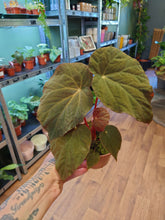 Load image into Gallery viewer, Begonia pavonina  Ø10.5 20cm
