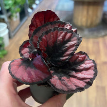 Load image into Gallery viewer, Begonia Rex mix Ø6cm 11cm
