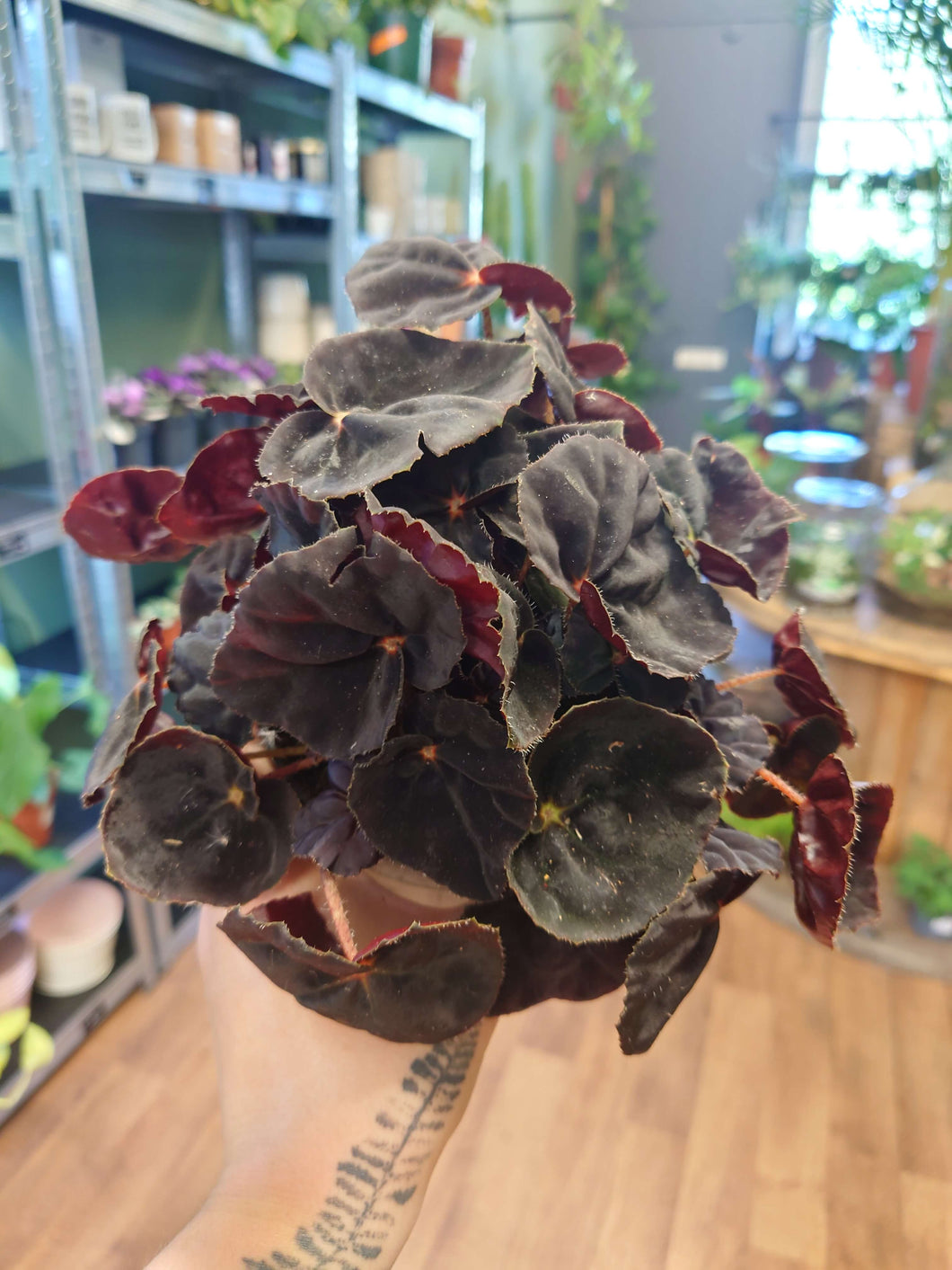 Begonia rex-cultorum ‘Conga’ Ø12cm 25cm