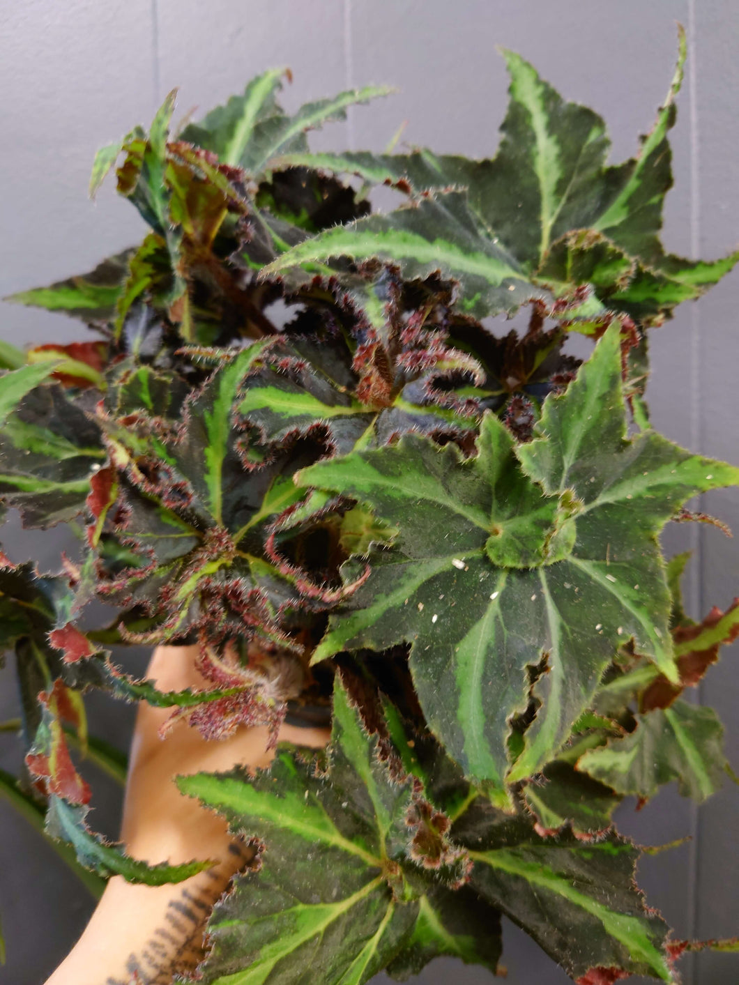 Begonia rex-cultorum ‘Lion Dance’ Ø12cm 25cm