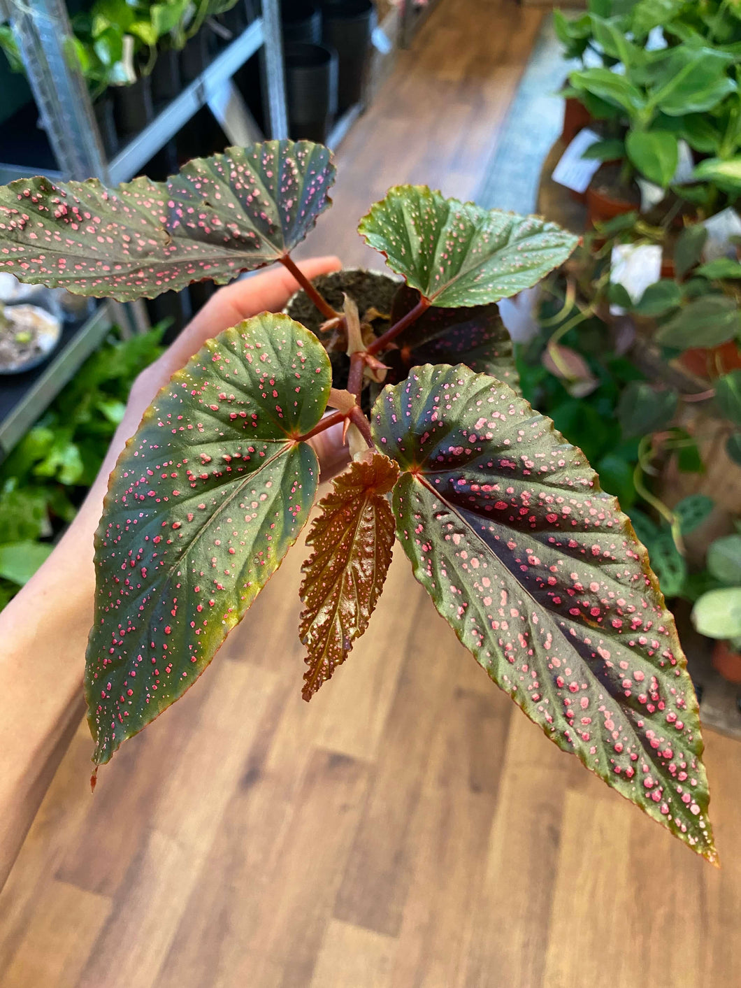 Begonia ‘Benigo Pink’ Ø6cm 15cm