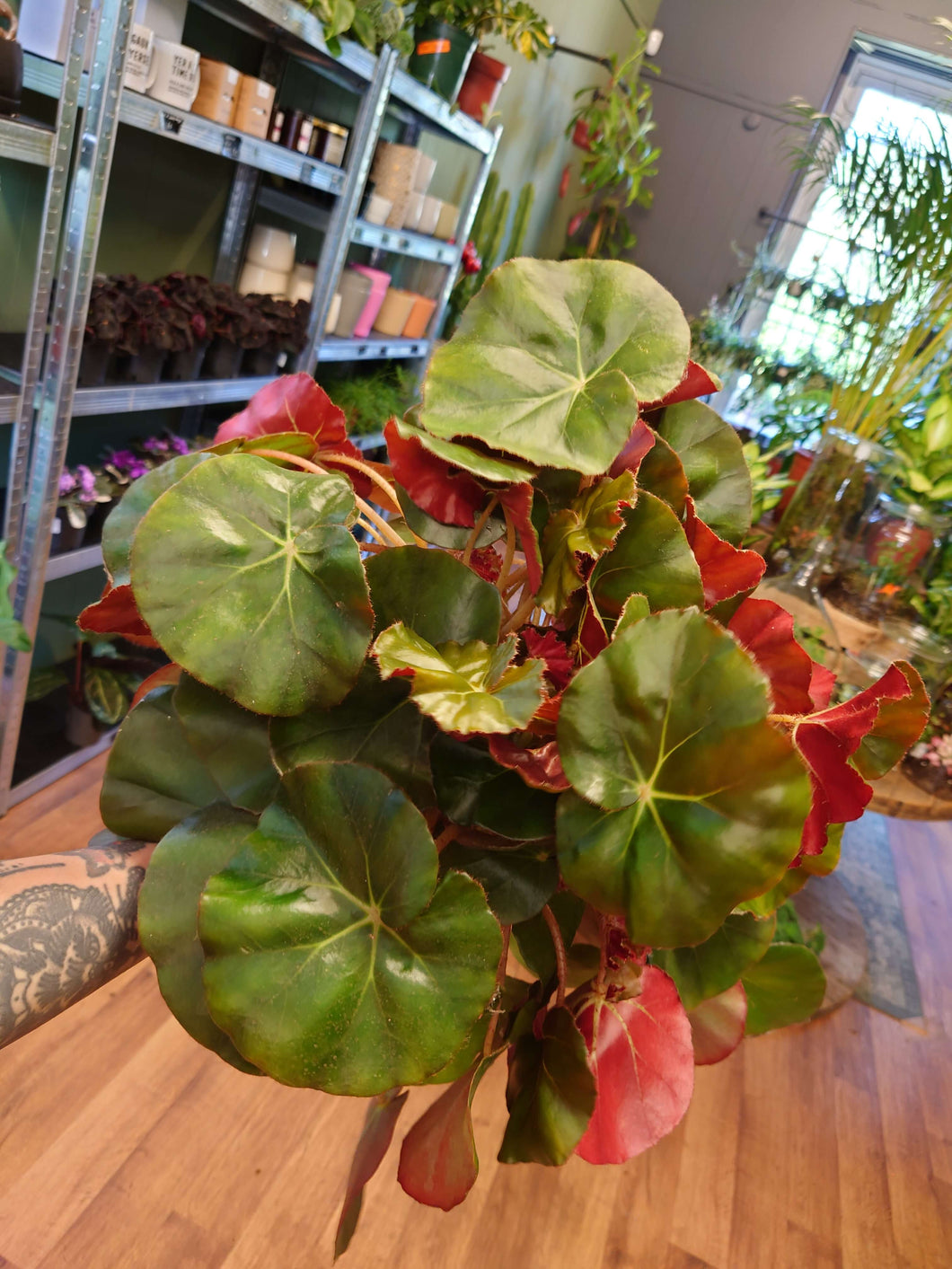 Begonia erythrophylla - Beefsteak begonia’ Ø14cm 35cm
