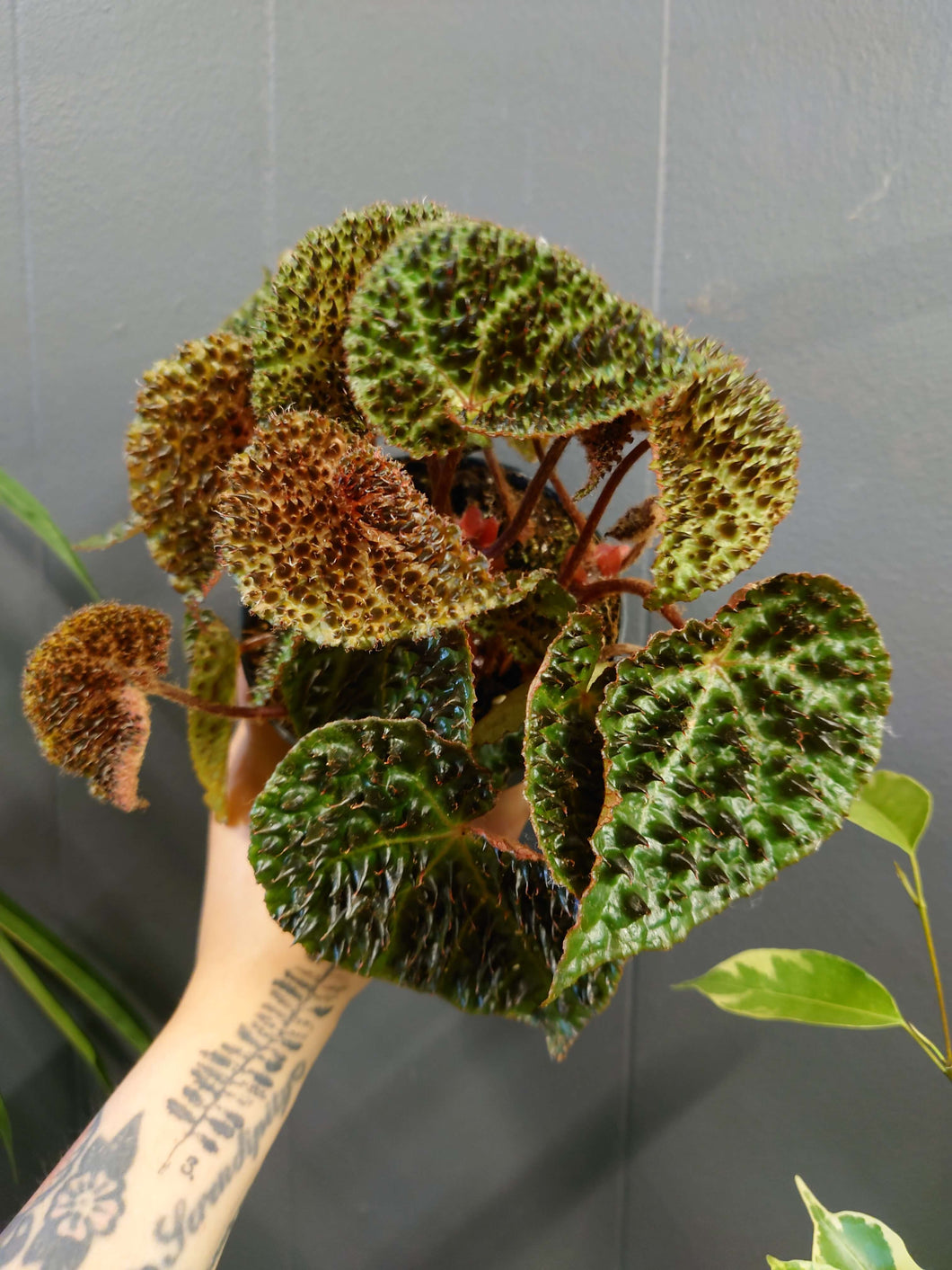 Begonia ferox Ø12cm 25cm