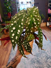 Load image into Gallery viewer, Begonia maculata ‘Wightii’  in terracotta pot Ø13cm 30cm
