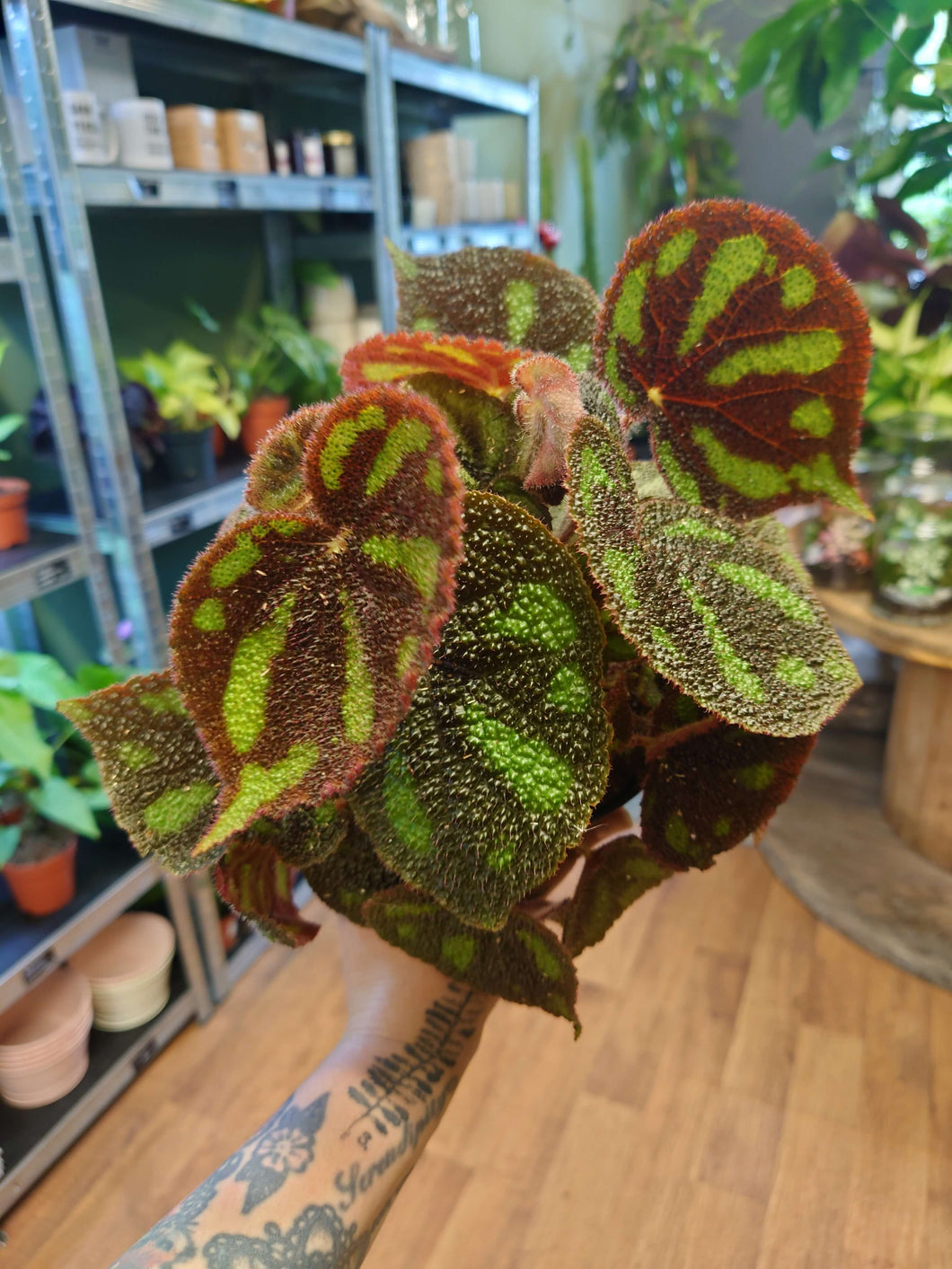 Begonia masoniana - ‘Boulder’’ Ø14cm 35cm