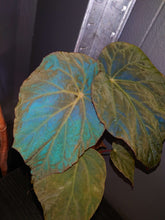 Load image into Gallery viewer, Begonia pavonina  Ø10.5 20cm

