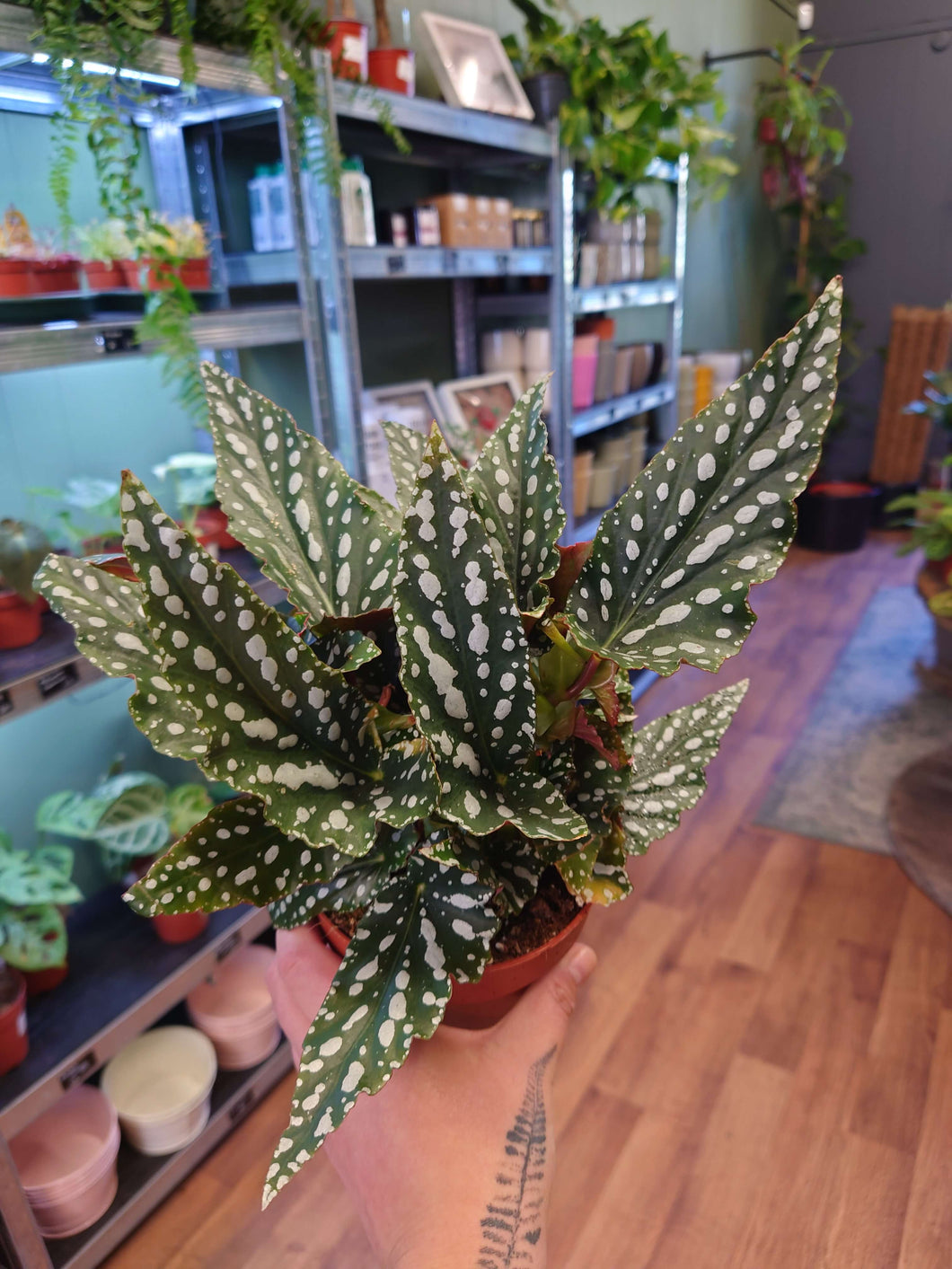 Begonia maculata ‘Spotlight Green’  Ø12cm 30cm
