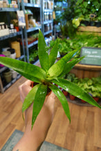 Load image into Gallery viewer, Bromelia Forrest mix Ø5.5cm 15cm
