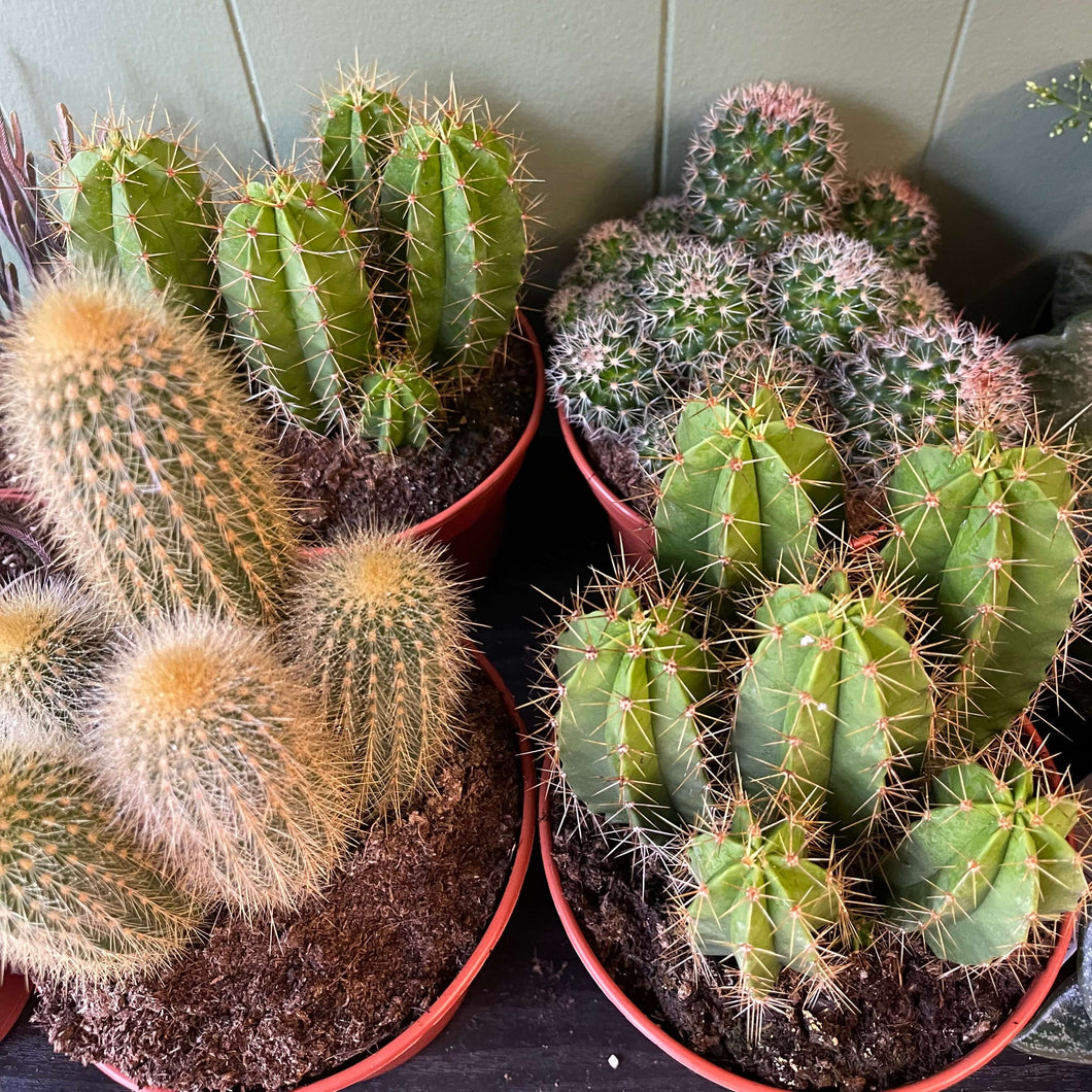 Cactus Mix ⌀15cm 27cm