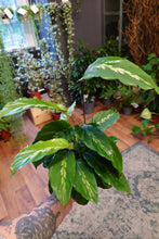 Load image into Gallery viewer, Calathea Mix Ø12cm 45cm
