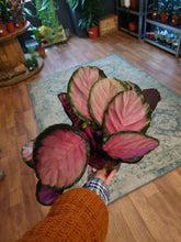 Load image into Gallery viewer, Calathea Mix Ø14cm 45cm
