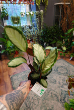 Load image into Gallery viewer, Calathea Mix Ø12cm 45cm
