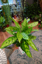Load image into Gallery viewer, Calathea Mix Ø12cm 45cm

