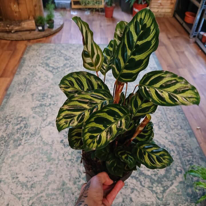 Calathea Makoyana Ø12cm 35cm