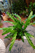 Load image into Gallery viewer, Calathea Mix Ø12cm 45cm
