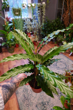 Load image into Gallery viewer, Calathea Mix Ø12cm 45cm
