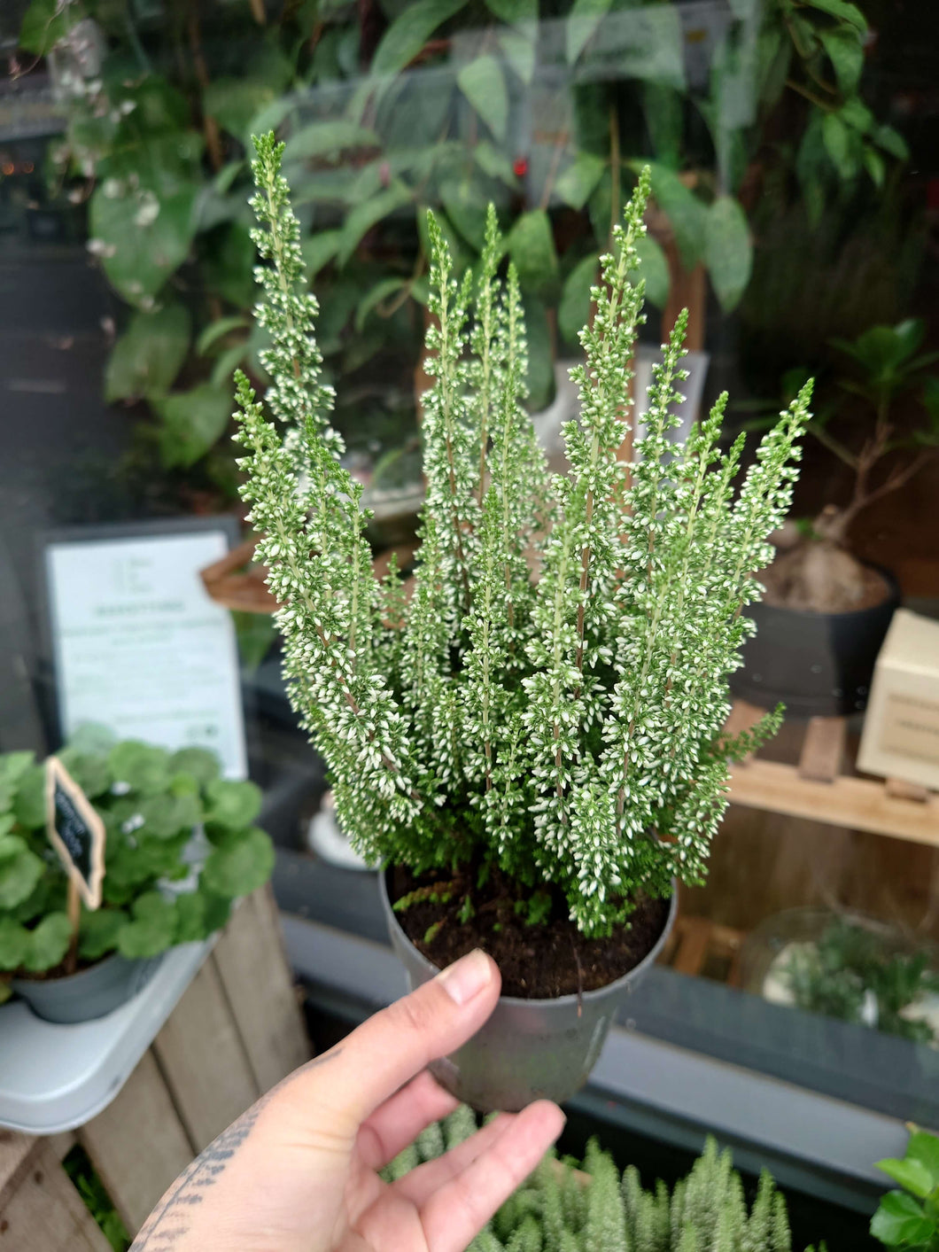 Calluna vulgaris ‘Beauty Ladies White’- Heather  Ø10.5cm 12cm