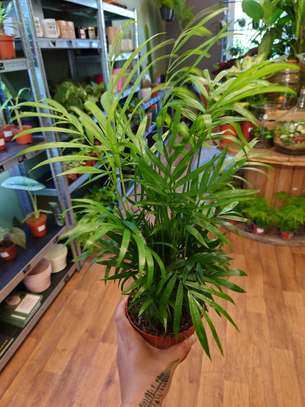 Chamaedorea Elegans – Ø12cm 45cm