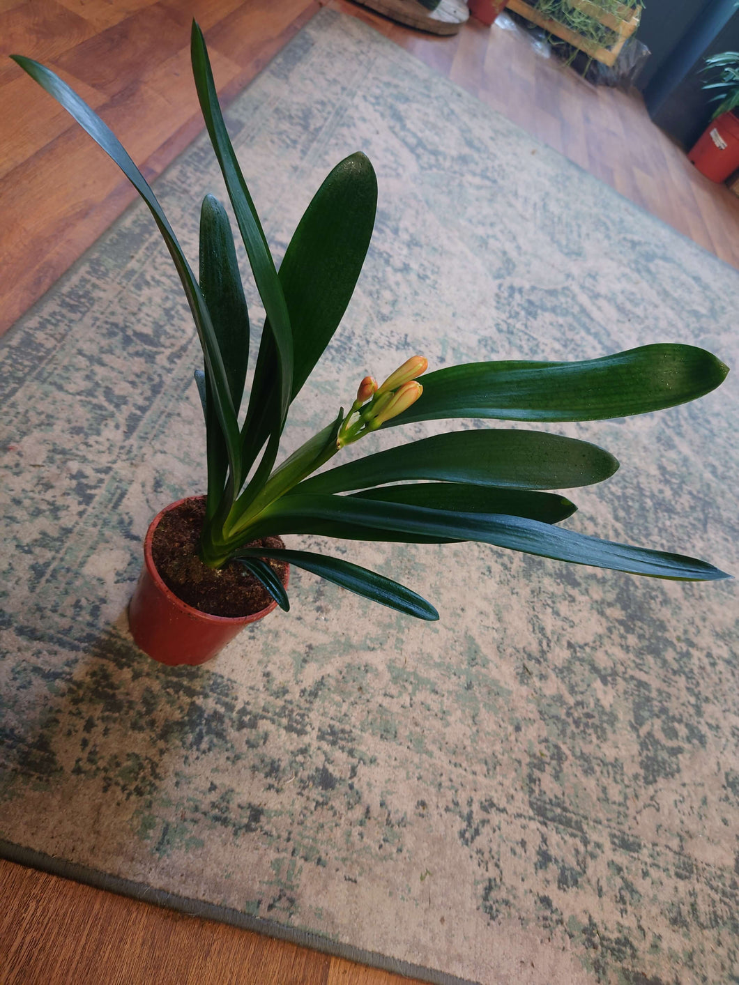 Clivia miniata - Natal Lily Ø13cm 45cm