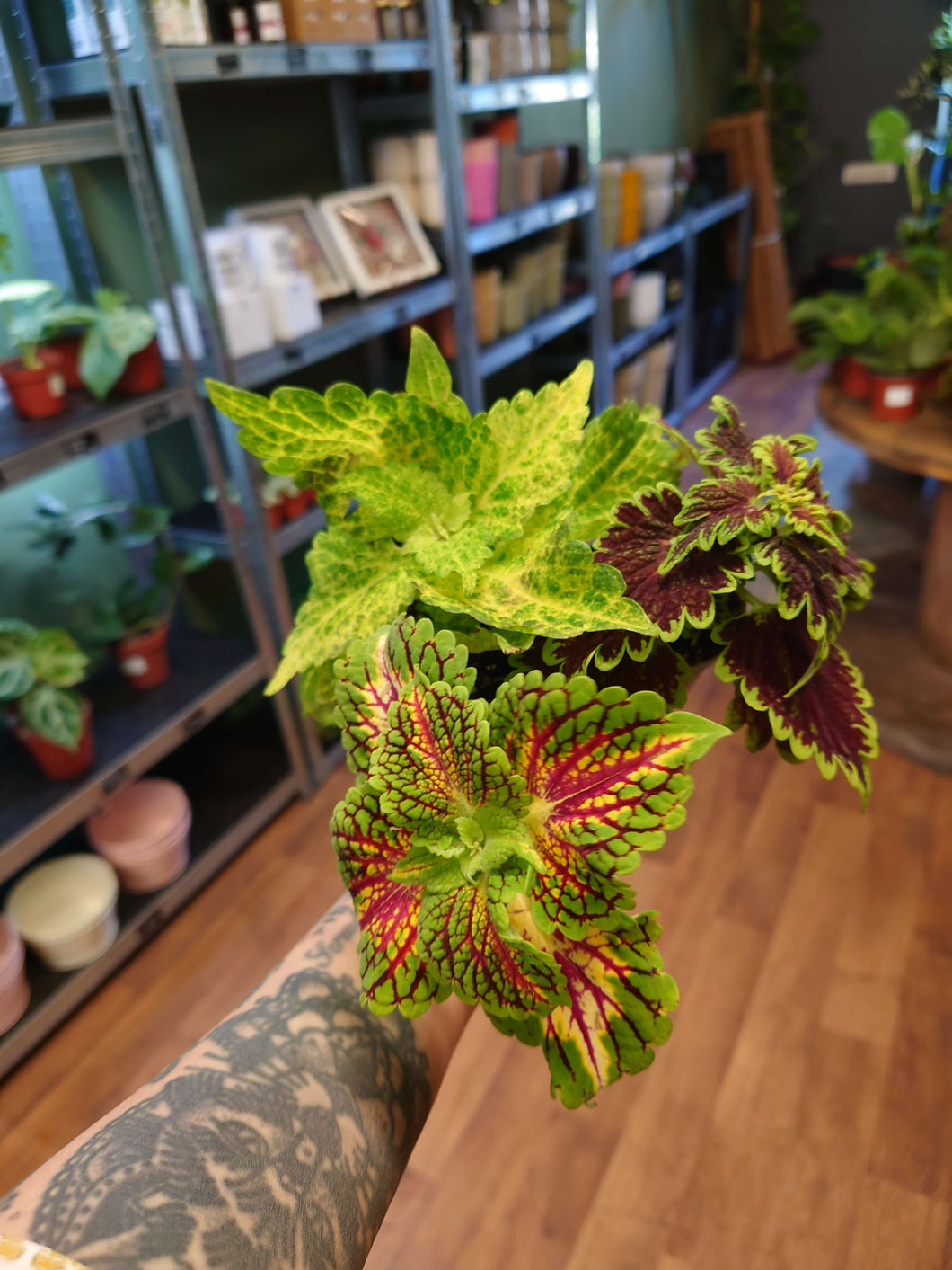 Coleus mix Ø6cm 10cm