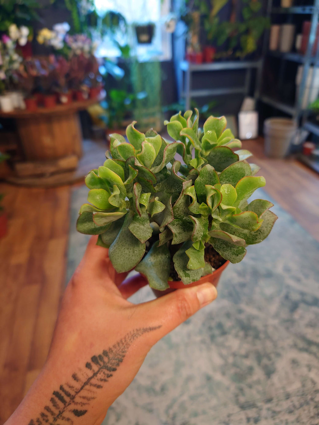 Crassula arborescens ssp undulatifolia - Ripple Jade Ø8cm 15cm