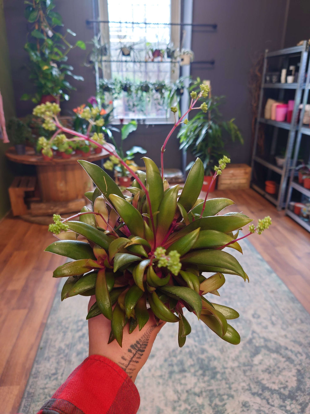 Crassula orbicularis var rosularis  Ø10.5cm 20cm