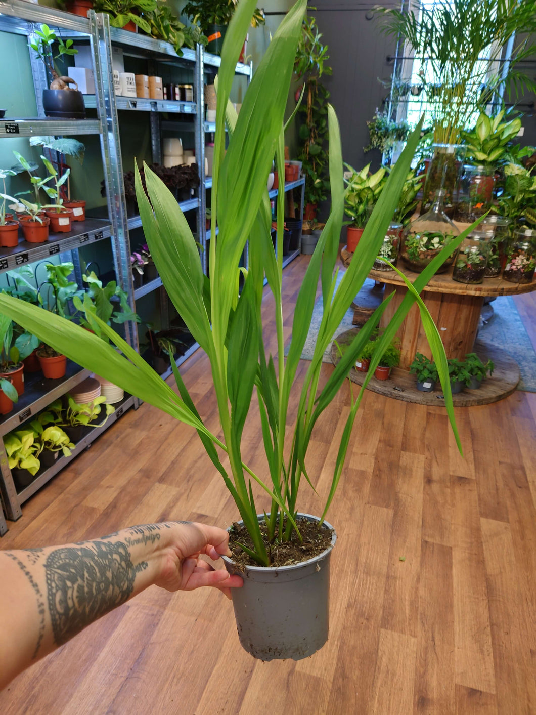 Crocosmia ‘Lucifer’ Ø15cm 55cm