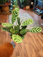 Load image into Gallery viewer, Calathea Mix Ø14cm 45cm
