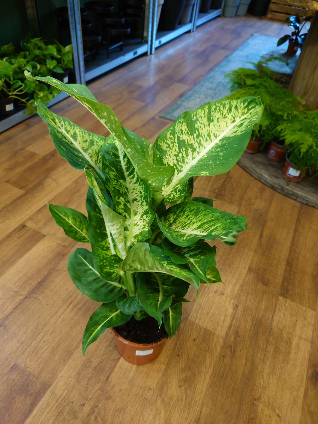 Dieffenbachia seguine ‘Mars’ Ø17cm 65cm