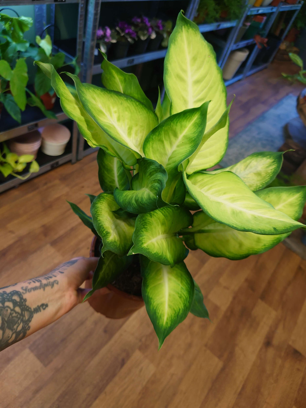 Dieffenbachia ‘Summer Style’ Ø17cm 55cm