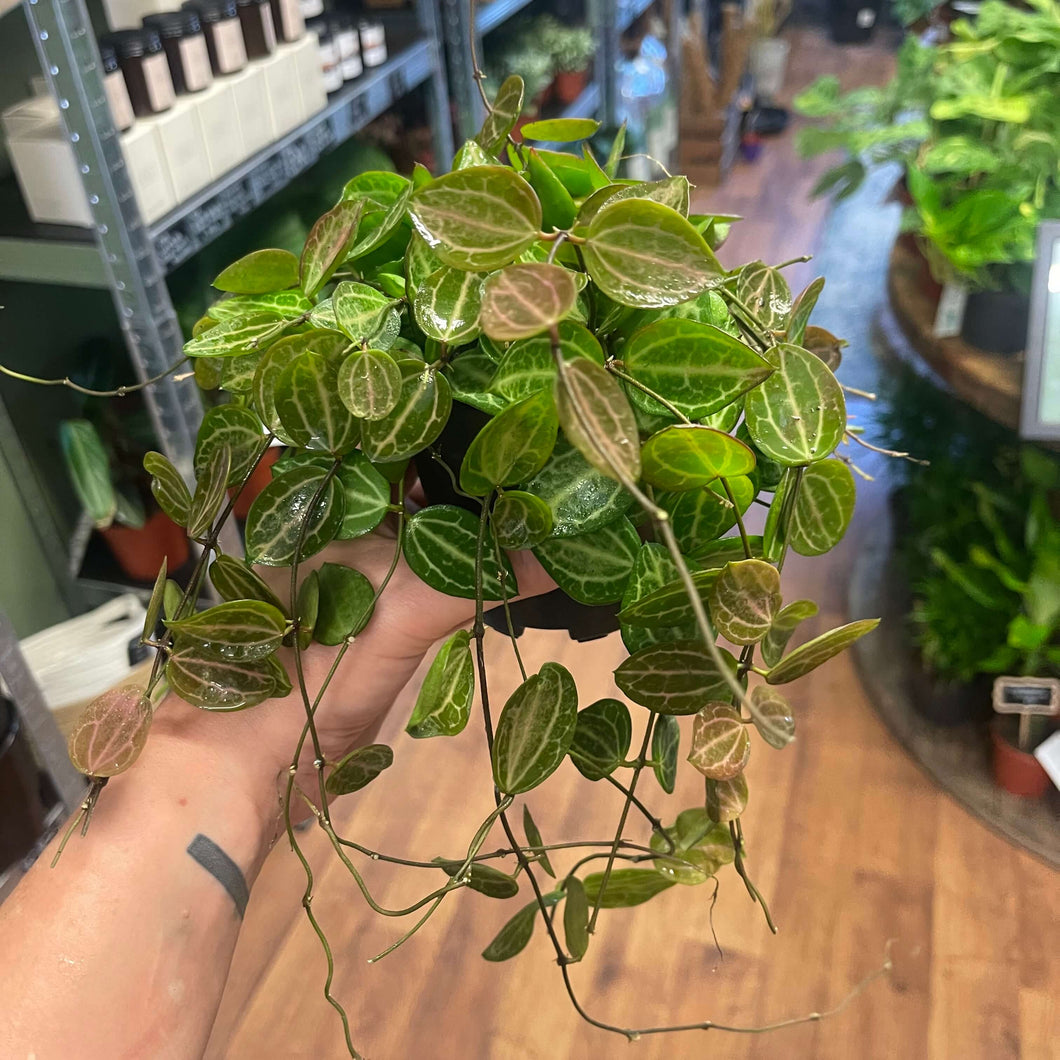 Dischidia Ovata – Watermelon Dischidia Ø10.5cm 15cm
