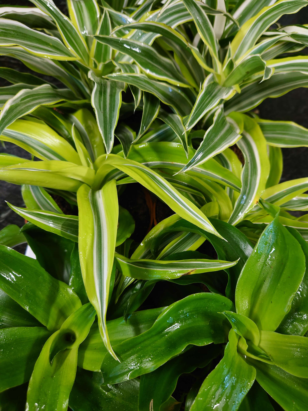 Dracaena fragrans mix Ø12cm 23cm