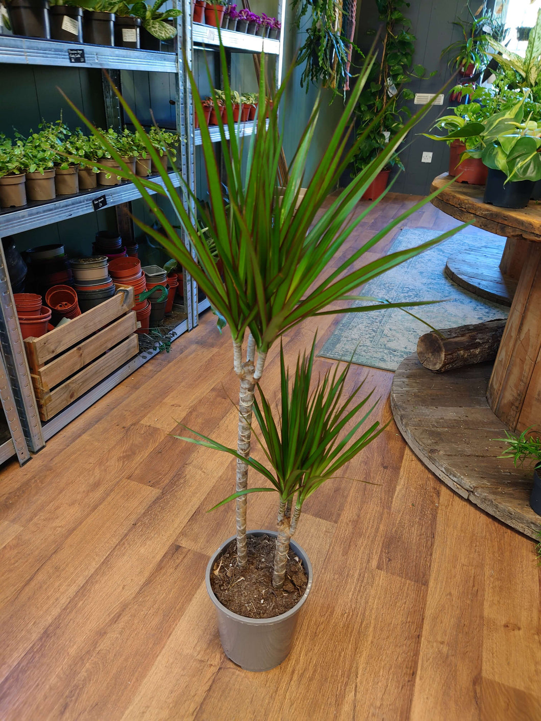 Dracaena marginata Ø19cm 100cm