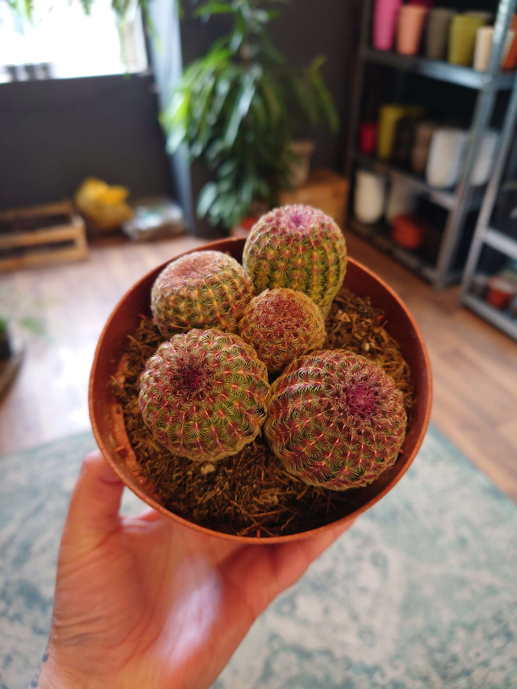 Echinocereus rigidissimus var rubrispinus Ø12cm (Rainbow Hedgehog Cactus)