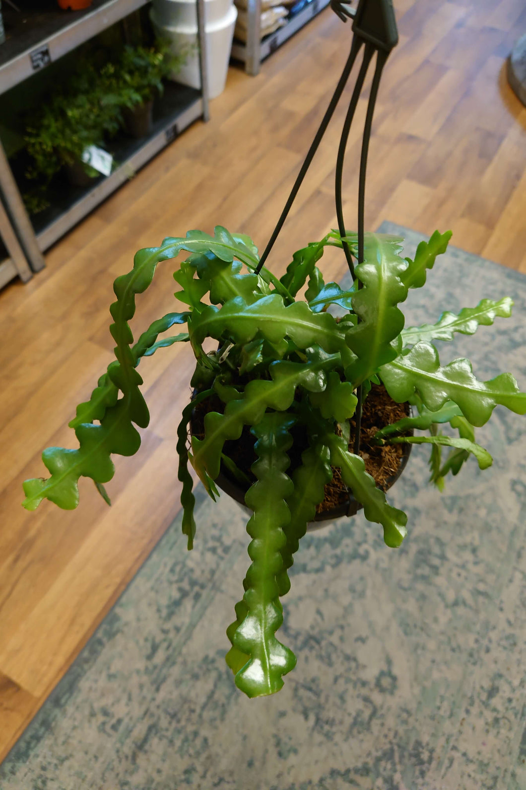 Epiphyllum anguliger Ø15cm 35cm - Fishbone Cactus