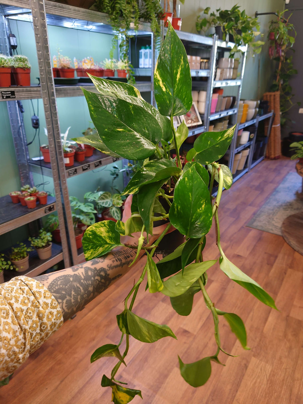 Epipremnum aureum - Ø15cm 35cm