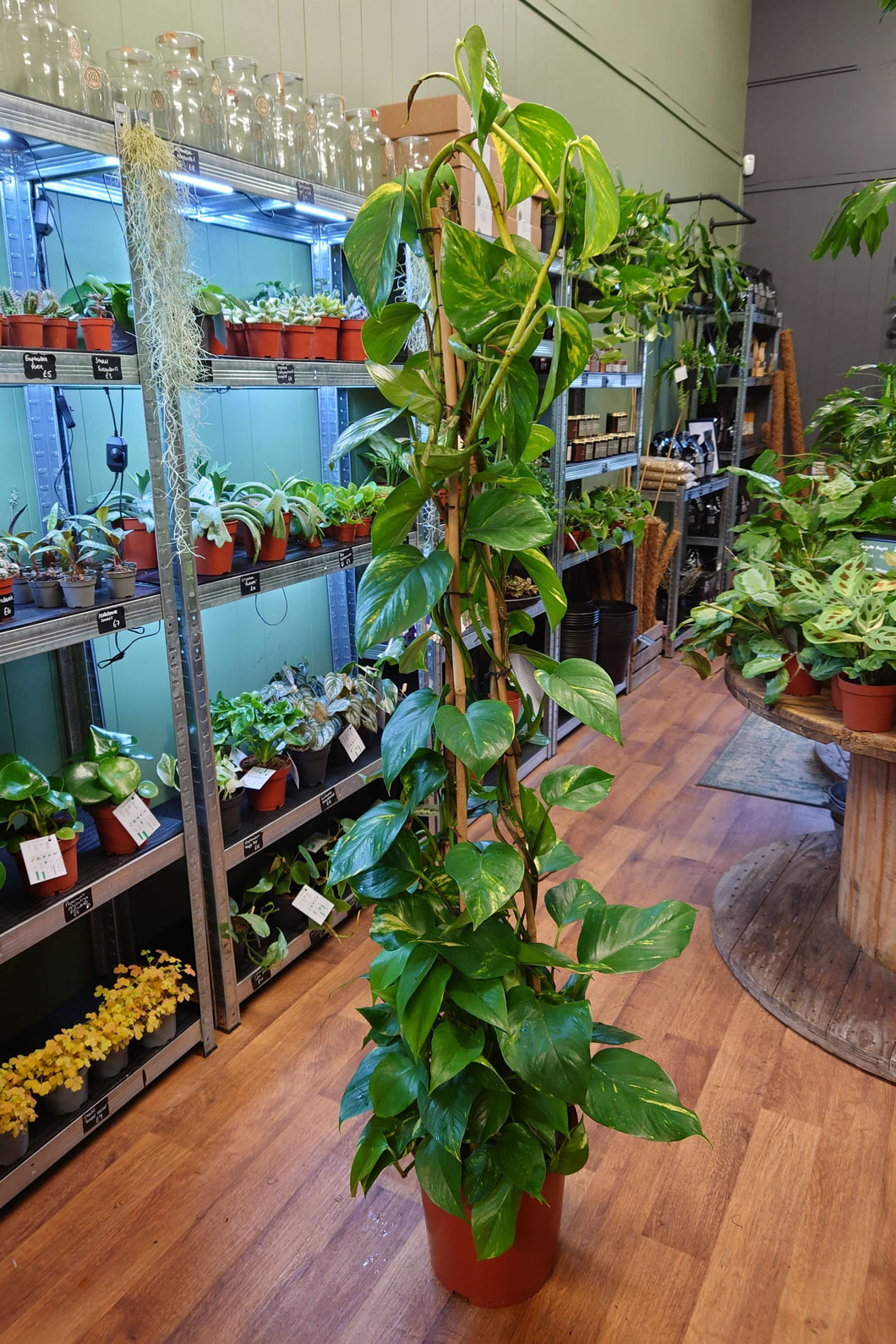 Epipremnum aureum (Pyramid) - Devil’s Ivy Ø27cm 160cm