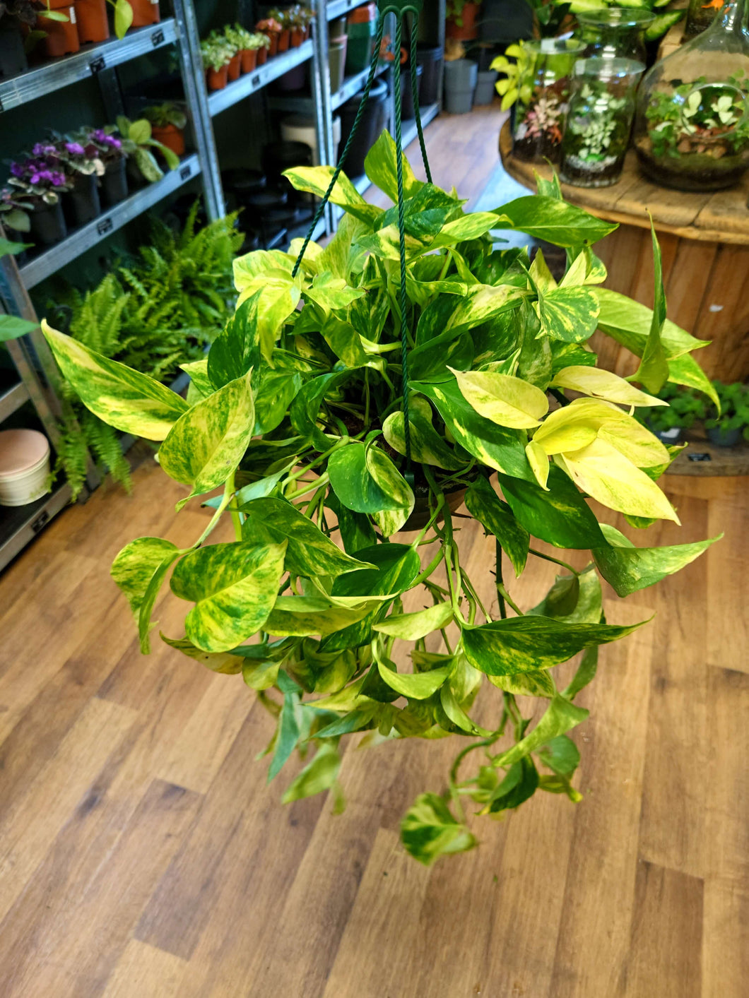 Epipremnum aureum ‘Hicolor’ Ø23cm 30cm