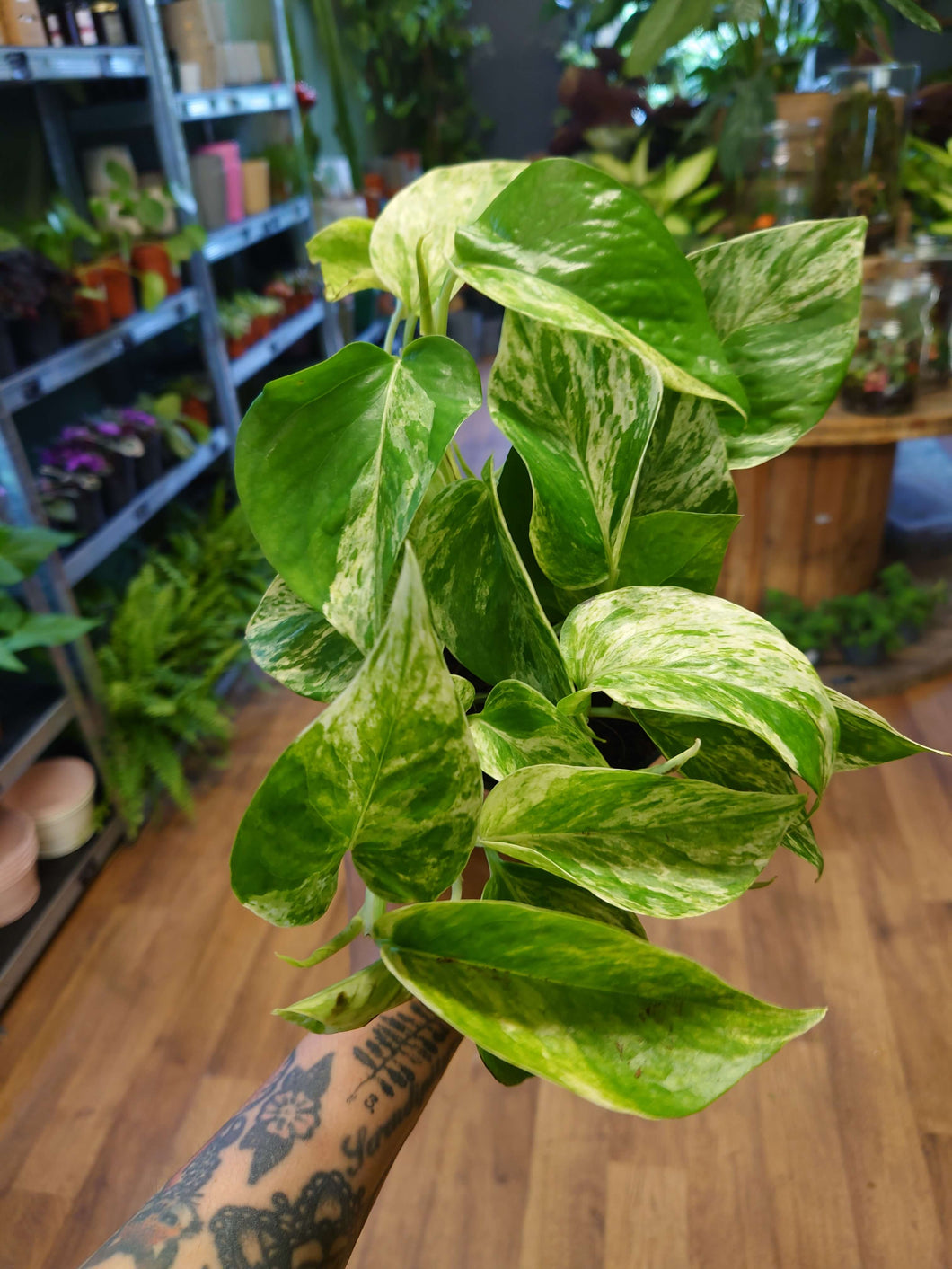 Epipremnum aureum ‘Marble Queen’ Ø12cm 25cm