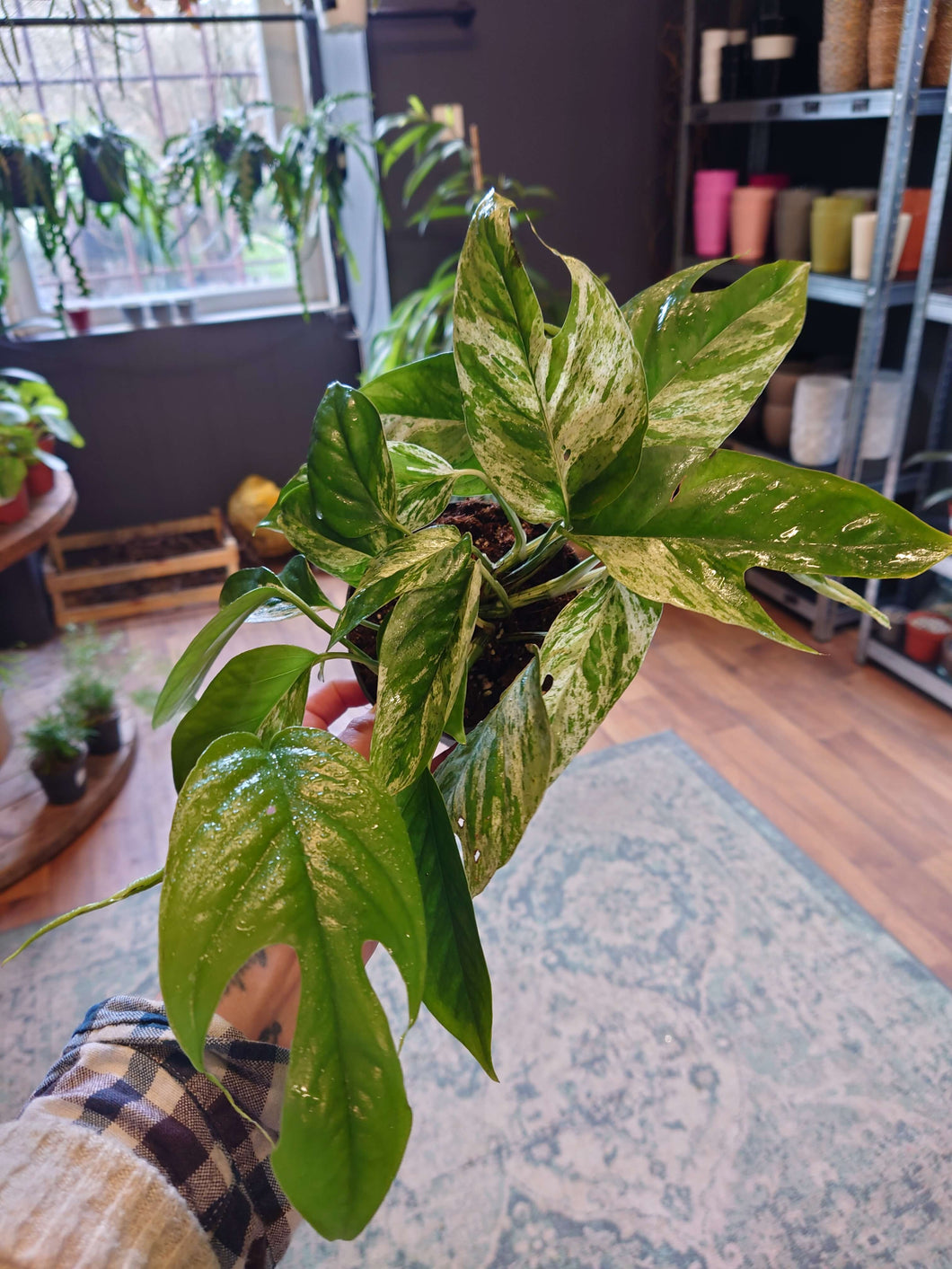Epipremnum Pinnatum ‘Marble King’ Ø12cm 20cm