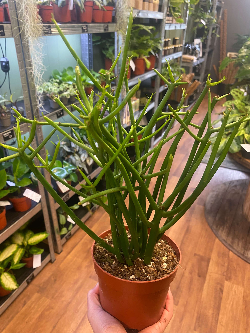 Euphorbia tirucalli - Pencil Cactus Ø12cm 35cm