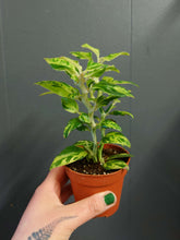 Load image into Gallery viewer, Euphorbia tithymaloides - Variegated Devil’s Backbone Ø8.5cm 20cm
