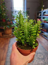Load image into Gallery viewer, Euphorbia trigona mix Ø12cm 20cm
