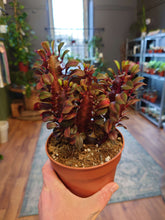 Load image into Gallery viewer, Euphorbia trigona mix Ø12cm 20cm
