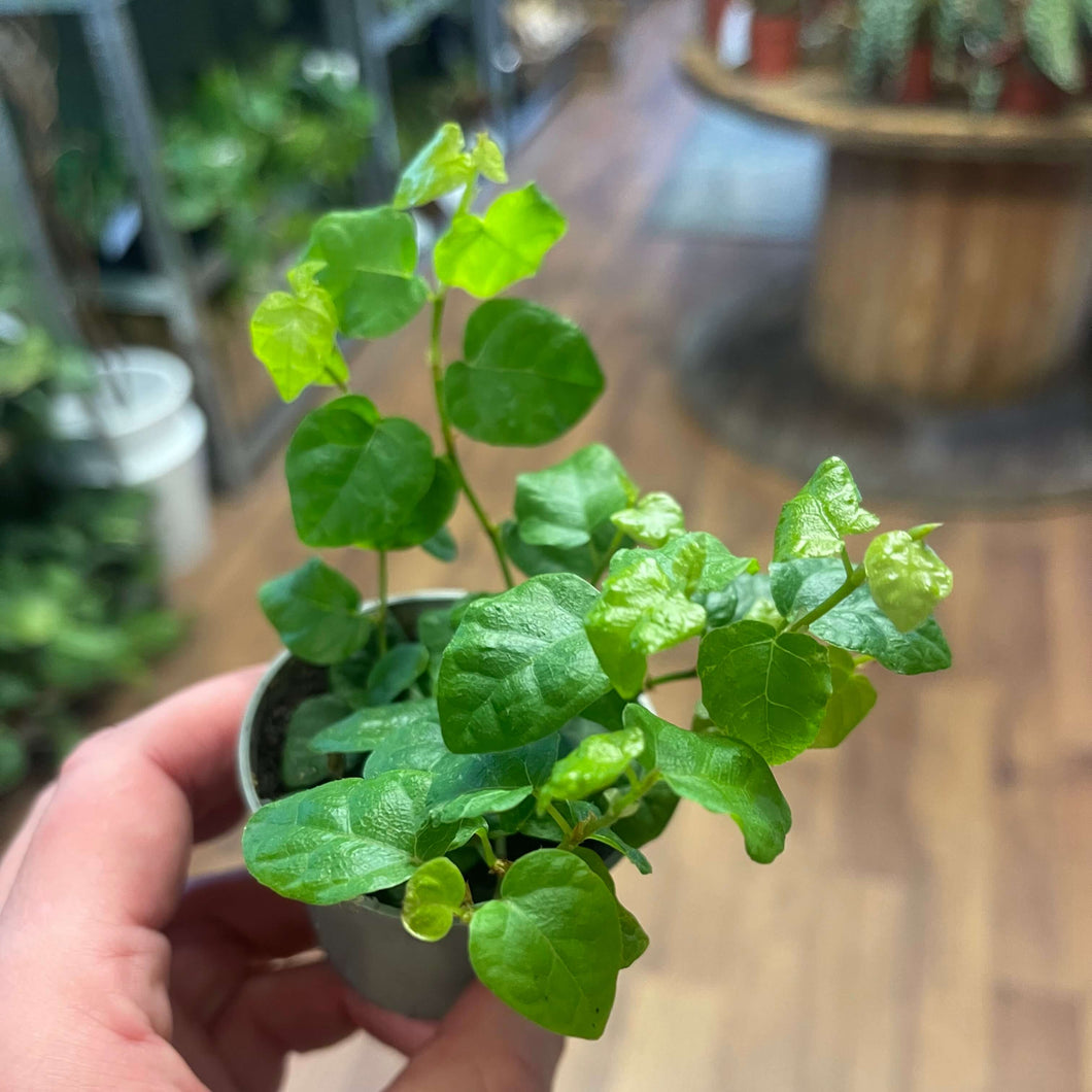 Ficus pumila ‘Green Sunny’ Ø6cm 13cm