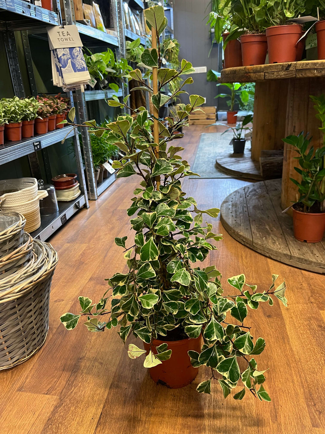 Ficus triangularis ‘Sweetheart’ Ø17cm 90cm