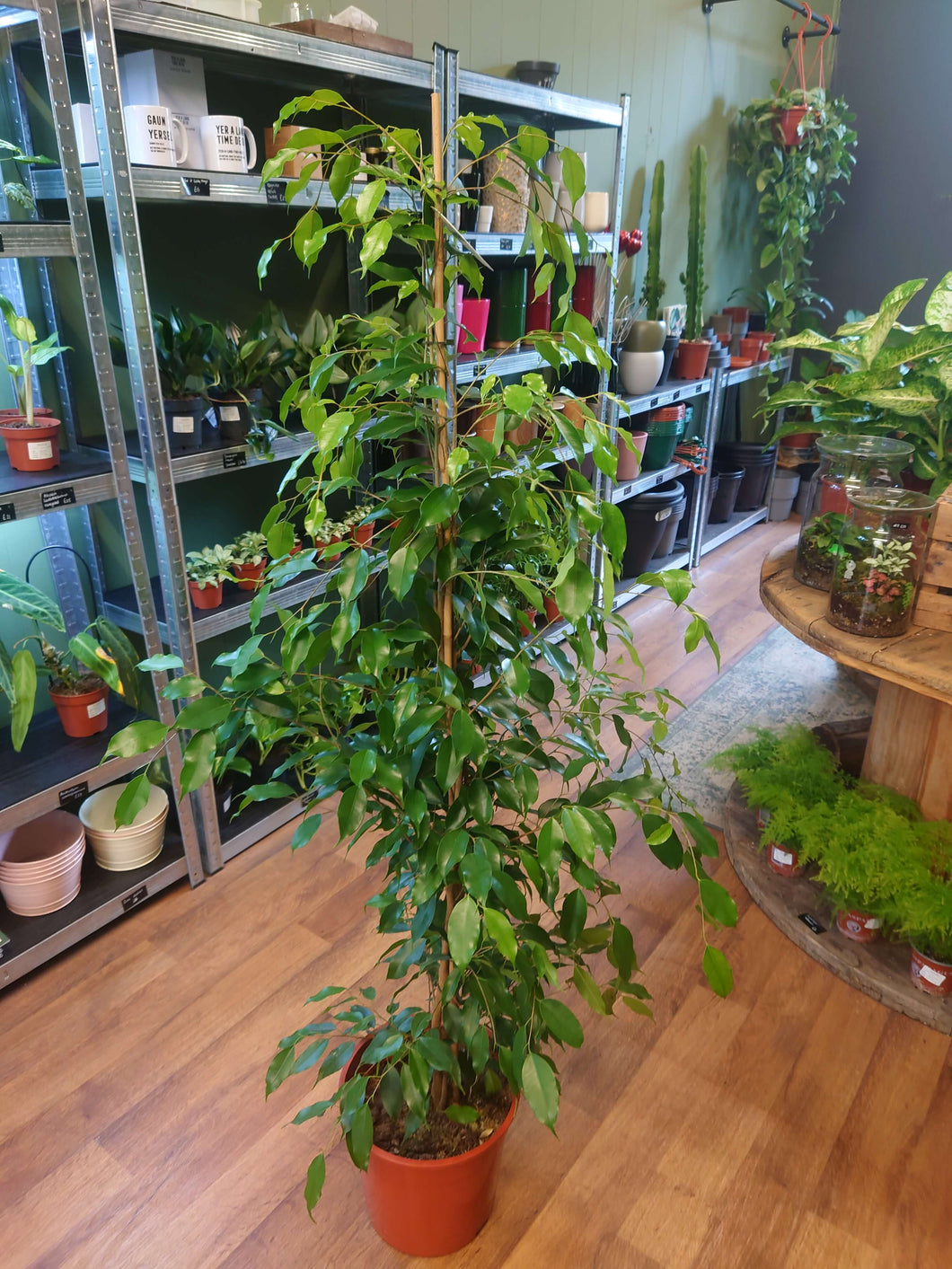 Ficus benjamina ‘Exotica’ Ø27cm 150cm