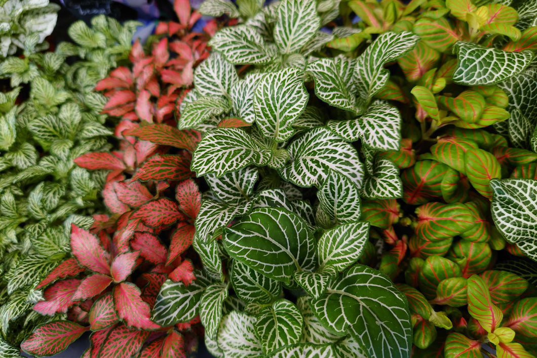 Fittonia Mix Ø8.5cm 12cm