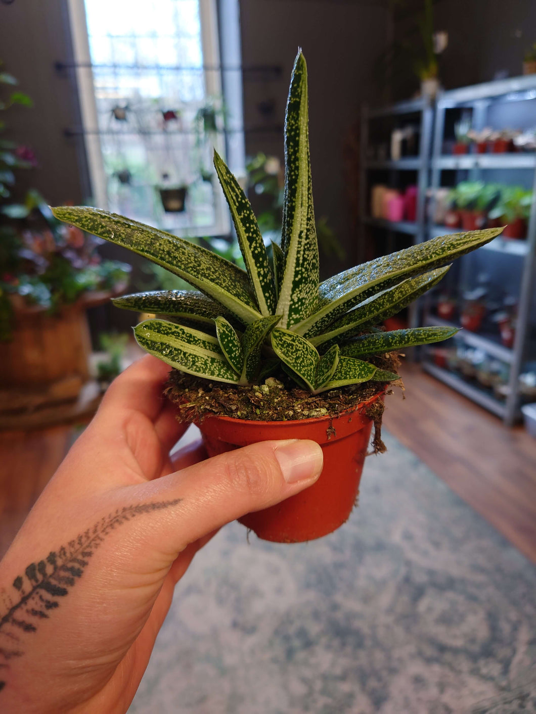 Gasteria cv. 'Little Warty' Ø8cm