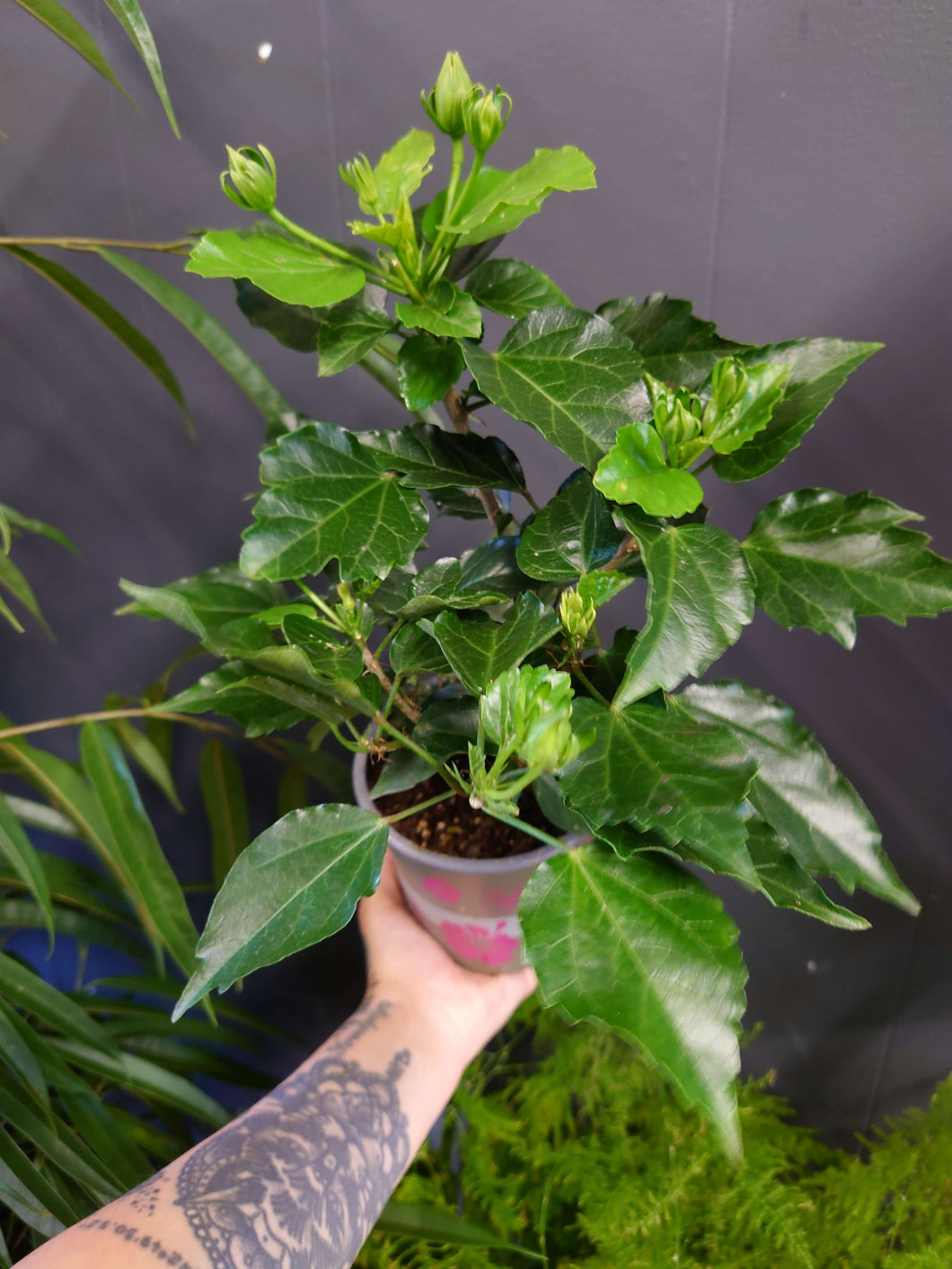 Hibiscus x rosa-sinensis Ø13cm 35cm